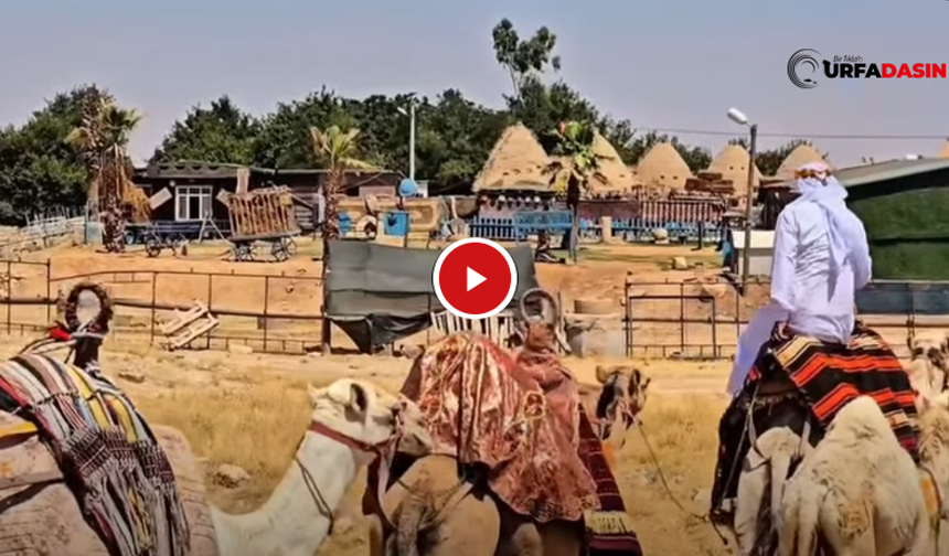 Harran'da Develerle Safari Turu Yoğun İlgi Görüyor