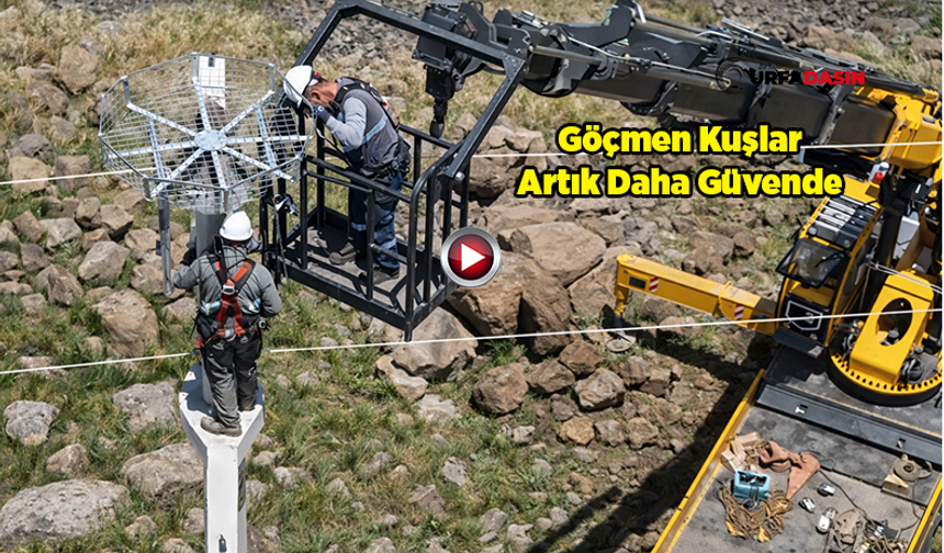 Şanlıurfa'da Kelaynaklar İçin Başladı, Diğer Göçmen Kuşler İçin Yayıldı