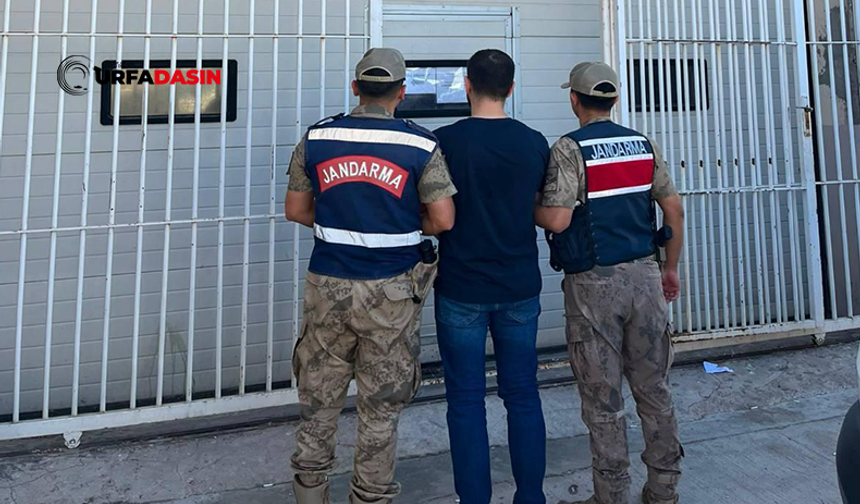 Şanlıurfa'da Aranan Hükümlü, Jandarma Ekiplerince Yakalandı