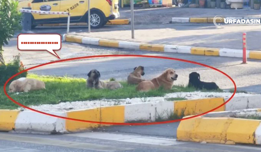 Şanlıurfa Valisi Hasan Şıldak'ın Bu Fotoğrafa Verdiği İşte O Cevap