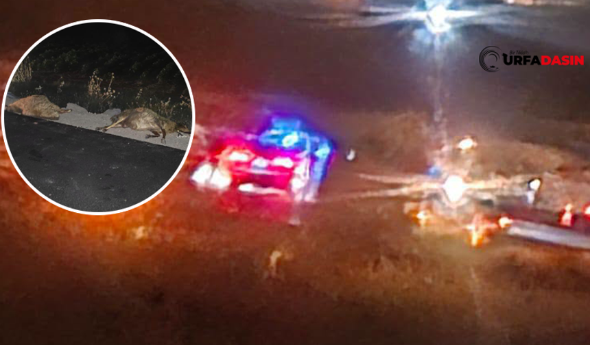 Akçakale-Harran Yolunda Trafik Kazası: 20 İvesi Koyun Telef Oldu
