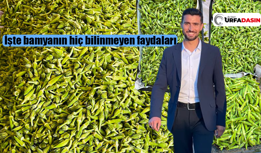 Şanlıurfa'da Harran Ovası Bamyasının Tarladan Sofraya Yolculuğu Başladı
