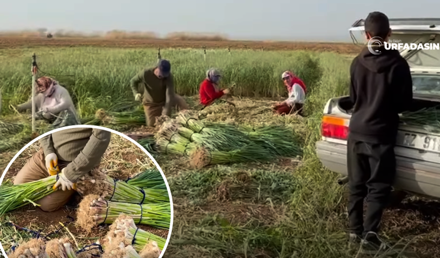 Şanlıurfa Suruç Ovasında Sarımsak Rekoltesi Bu Yıl Düştü
