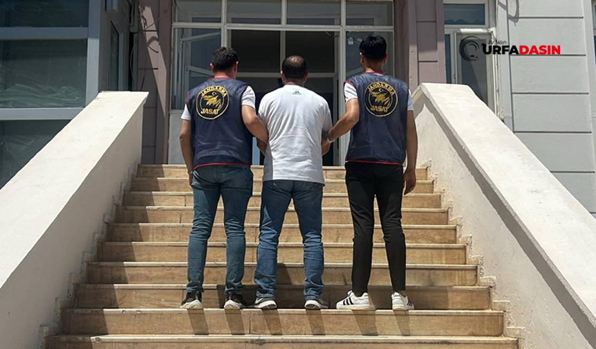 Şanlıurfa'da Aranan Hırsızlık Hükümlüsü Suruç'ta Yakalandı