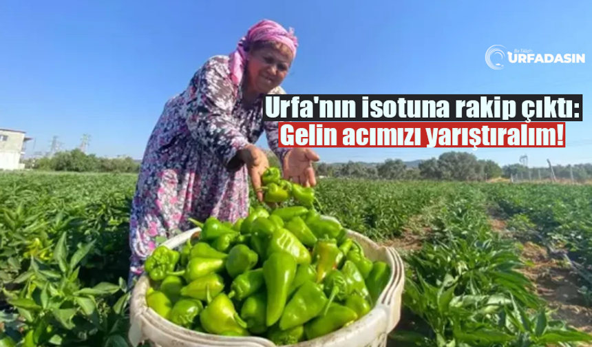 İzmir Torbalı'da Biber Üreticileri Urfa İsotuna Meydan Okudu