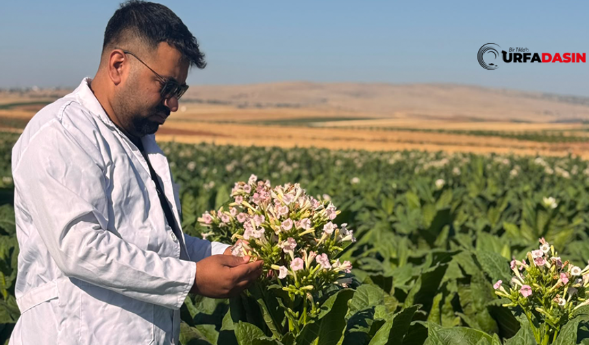 Şanlıurfalı Ziraat Mühendisinden Adıyaman’da Tütün Üreticilerine Hastalık ve Zararlı Uyarısı