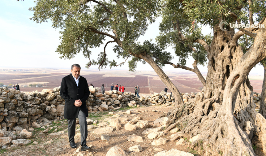 Şanlıurfa'da Anıt Zeytin Ağacı İçin Çevre Düzenleme Projesi Hayata Geçiriliyor