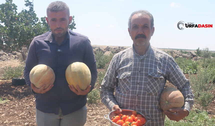 Şanlıurfa’da Ata Tohumları Ürün Vermeye Başladı