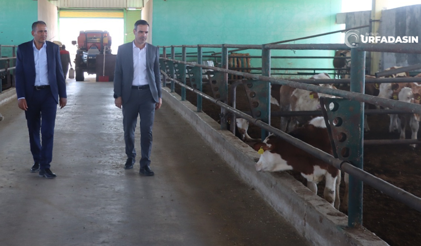 Şanlıurfa Besi Organize Tarım Bölgesine Hayvan Hastanesi Kurulacak