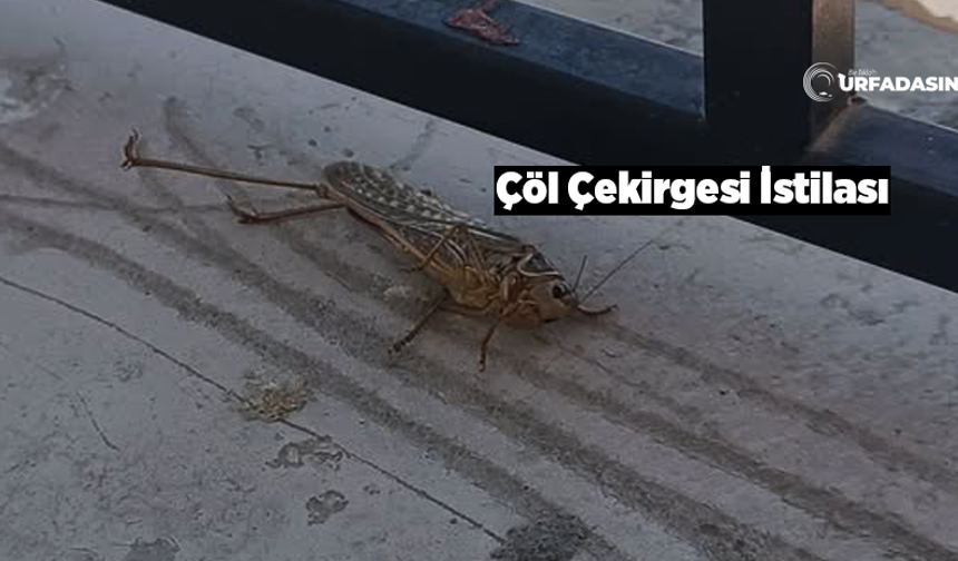 Suriye'den, Şanlıurfa Akçakale’ye Çekirge Göçü