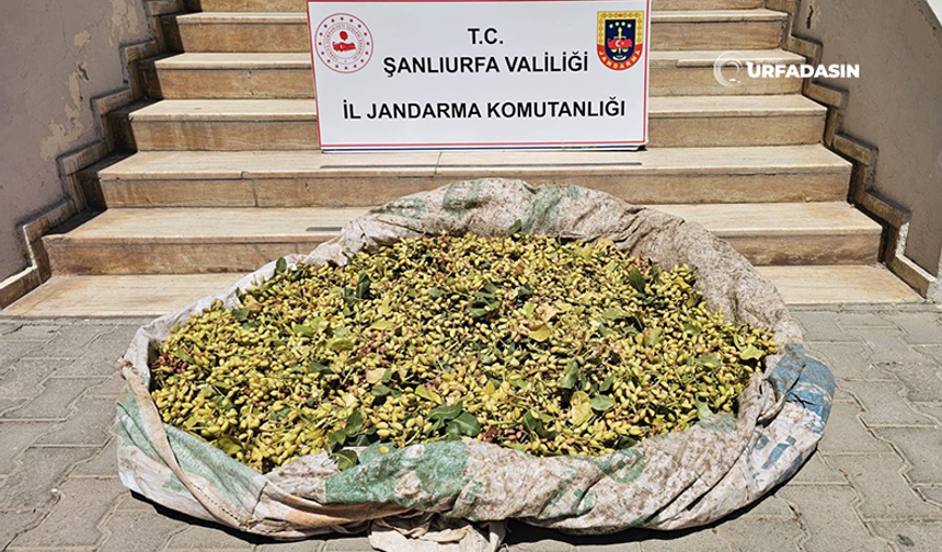 Şanlıurfa'da 380 Kilogram Fıstık Çalan 4 Zanlı Jandarmadan Kaçamadı