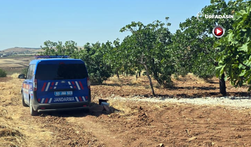 Şanlıurfa’da Fıstık Hırsızlığı: Yaklaşık 2 Ton Fıstık Dalından Çalındı