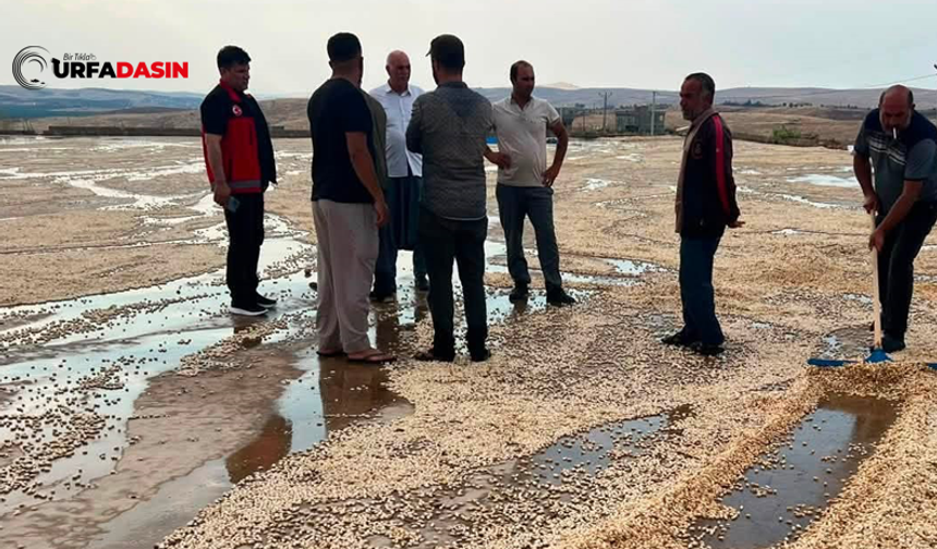 Şanlıurfa'da Yaz Yağmuru Fıstık Üreticilerini Vurdu!