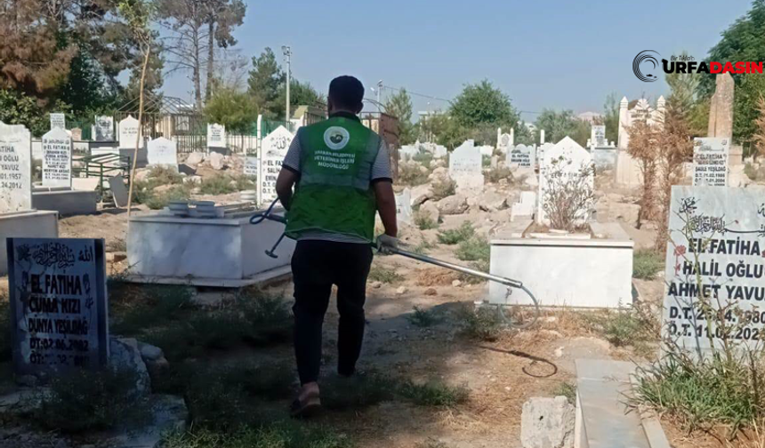 Harran Mezarlığında Başıboş Köpek Sorununa Müdahale Edildi
