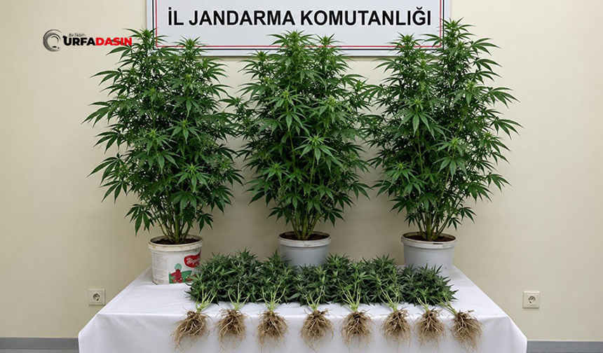 Şanlıurfa'da Saksıda Hint Keneviri Yetiştiren Şahsa Gözaltı