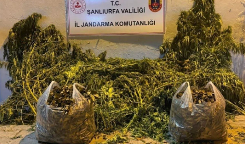 Şanlıurfa Halfeti ve Eyyübiye'de Narkotik Operasyonu:2 Gözaltı