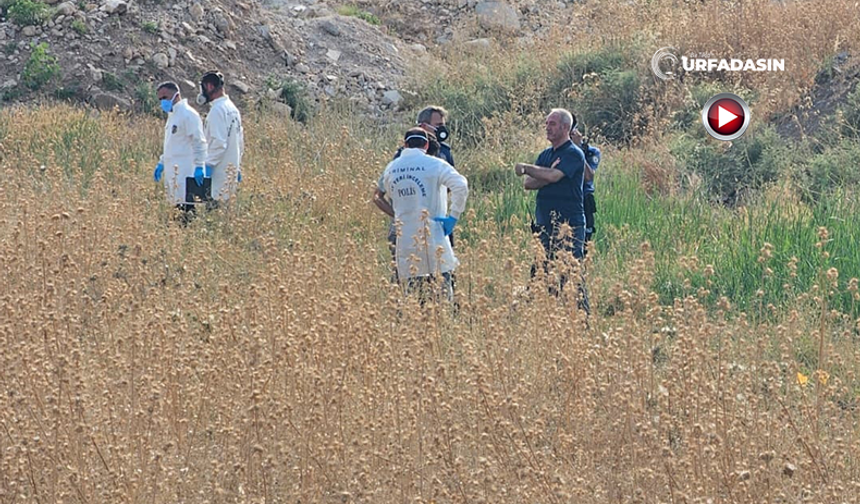 Şanlıurfa'da Kötü Koku Gelen Tarlada Bir Kişi Ölü Bulundu