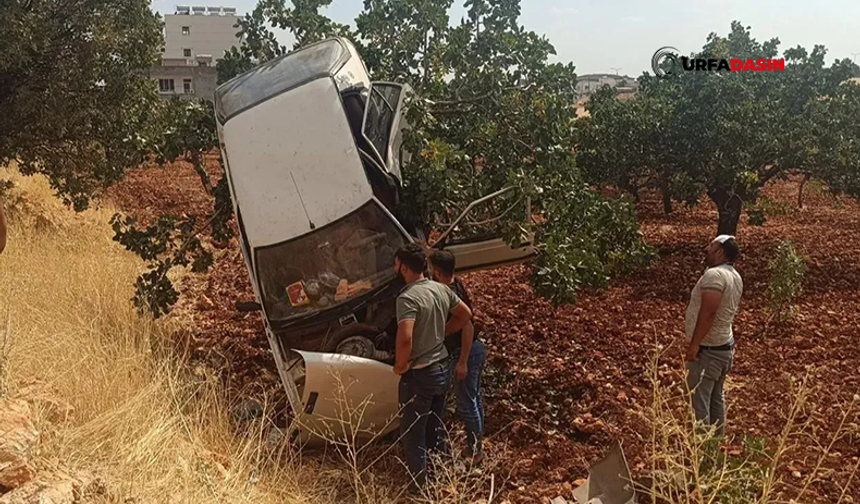 Şanlıurfa'da Yol Kenarındaki Bahçeye Devrilen Otomobil Ağaçta Asılı Kaldı