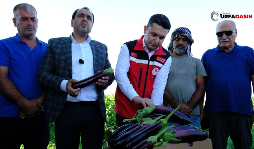 Şanlıurfa Birecik'in Tescilli Patlıcanının Hasadı Bu Yıl 15 Gün Gecikmeli Başladı
