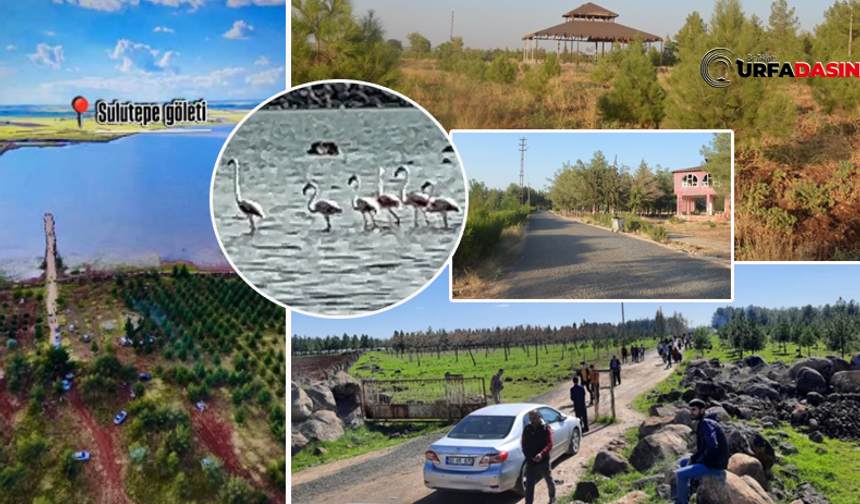 Şanlıurfa Viranşehir'de Sulutepe Piknik Alanı Risk Altında