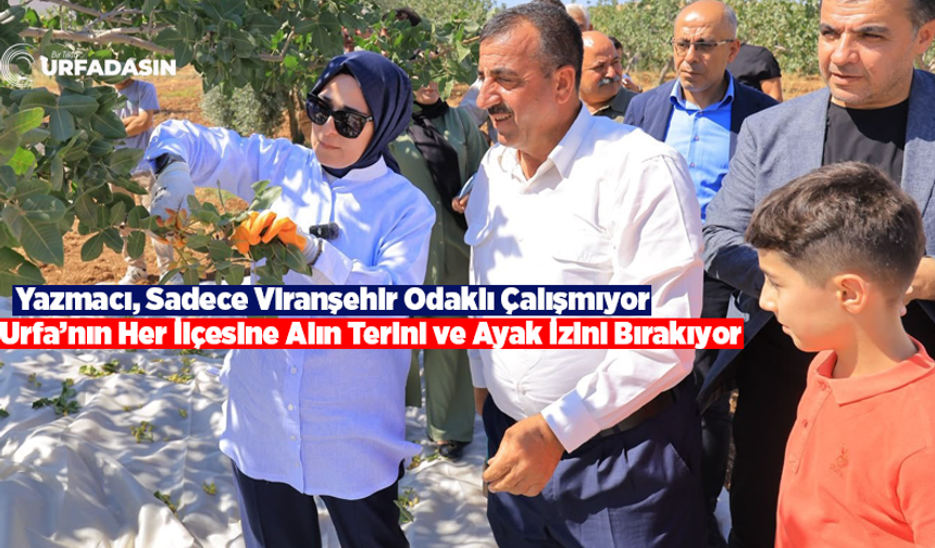 Şanlıurfa Milletvekili Yazmacı Fıstık Üreticileriyle Hasada Katıldı
