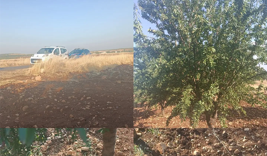 Şanlıurfa'da Fıstık Hırsızlığından Sonra Şimdi De Badem Hırsızlığı