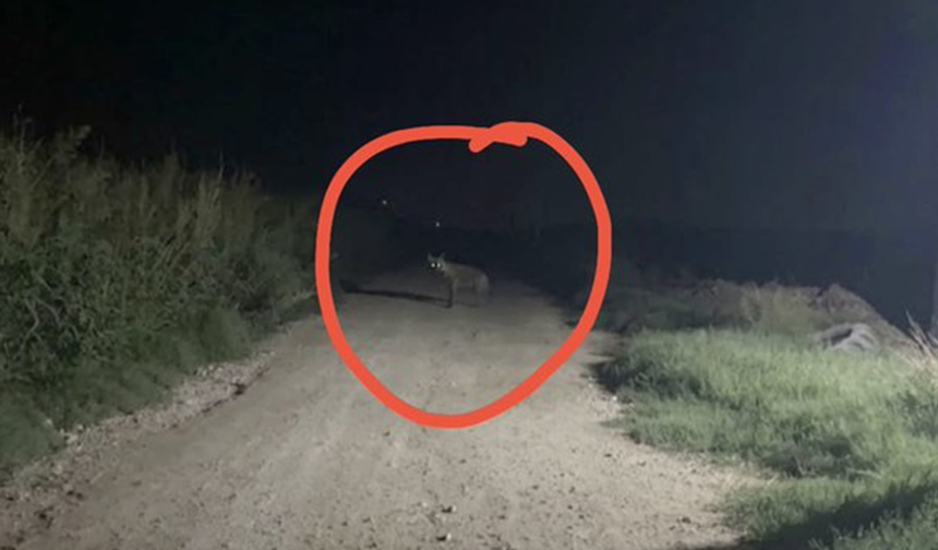 Şanlıurfa'da Sırtlan Gece Vakti Ortaya Çıktı: Bakın Nerede