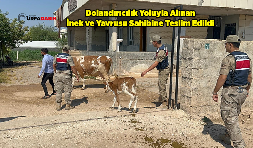 Şanlıurfa'da "İnek" Dolandırıcılığı: 1 Kişi Gözaltına Alındı