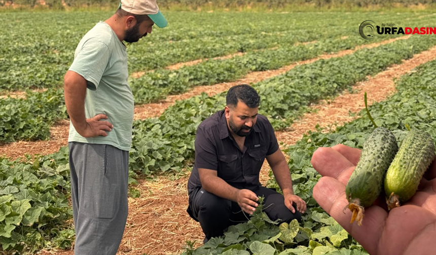 Suruç Ovası’nda GAP Suyuyla Ürün Çeşitliliği Artıyor