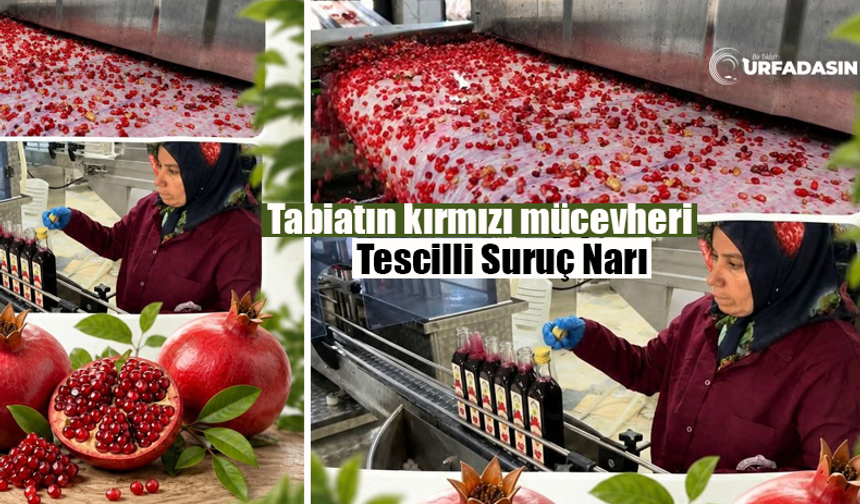 Coğrafi İşaretli Suruç Narında Bereket Yılı