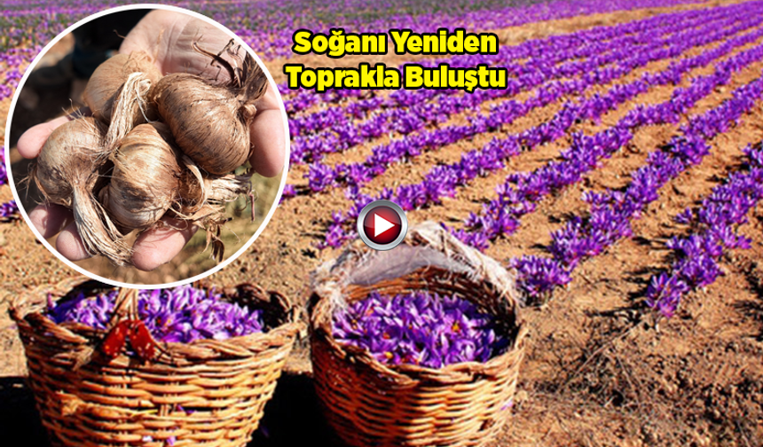 Şanlıurfa’da Safran Bitkisi, Genç Mühendislerin Elinde Yeniden Hayat Bulacak