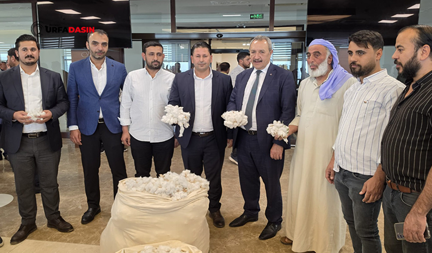 Şanlıurfa’da Sezonun İlk Kütlü Pamuğu Açık Artırmayla Satıldı
