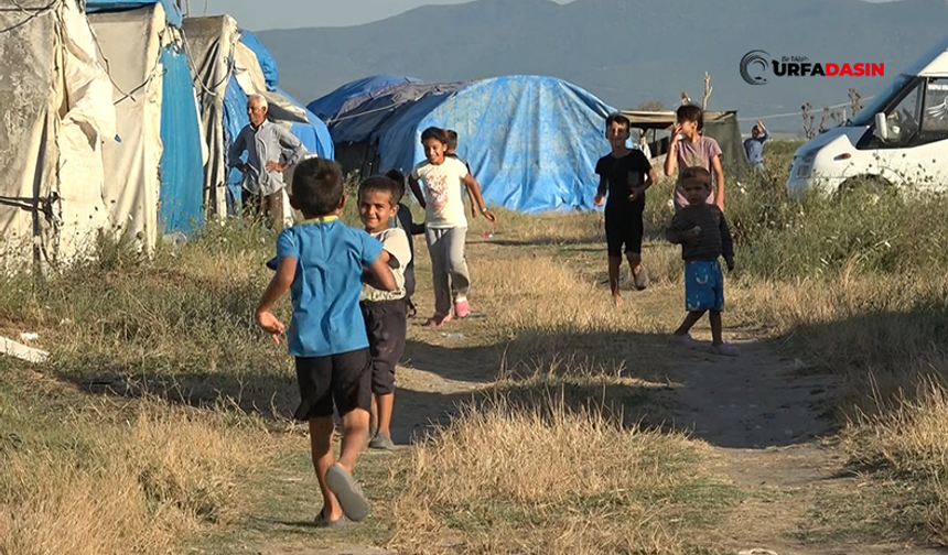 Şanlıurfalı Tarım İşçisi Çocuklar, Yaz Tatilini Gurbetteki Tarlalarda Geçirdi