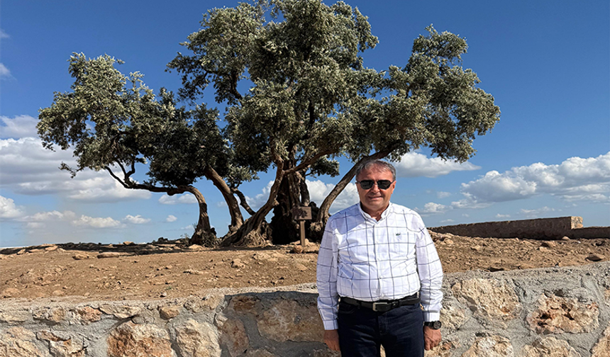 Vali Şıldak'tan Şanlıurfa'daki Anıt Zeytin Ağacı'na İlişkin Önemli Duyuru