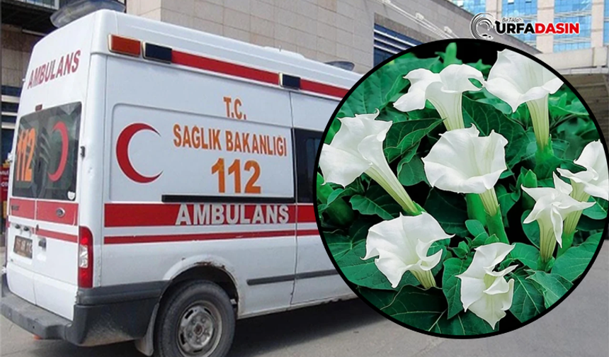 Şanlıurfa'da Yedikleri Çiçekten Zehirlenen 3 Çocuk Hastaneye Kaldırıldı