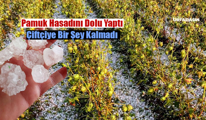 Şanlıurfa Viranşehir'de Dolu Yağışı Ekili Alanlara Büyük Zarar Verdi
