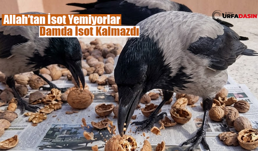 Şanlıurfa'da 3 Karga 3 Kilo Cevizi 3 Günde Tüketti