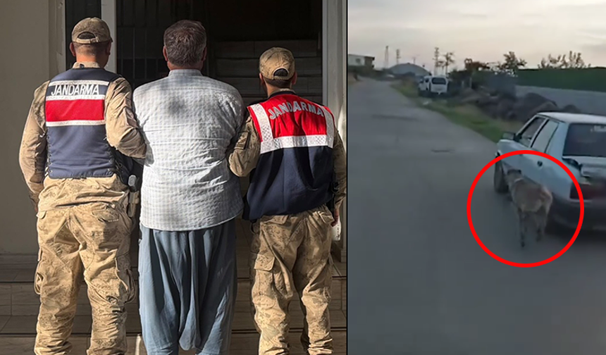 Şanlıurfa'da Köpeği Otomobiline Bağlayan Şahıs Gözaltına Alındı