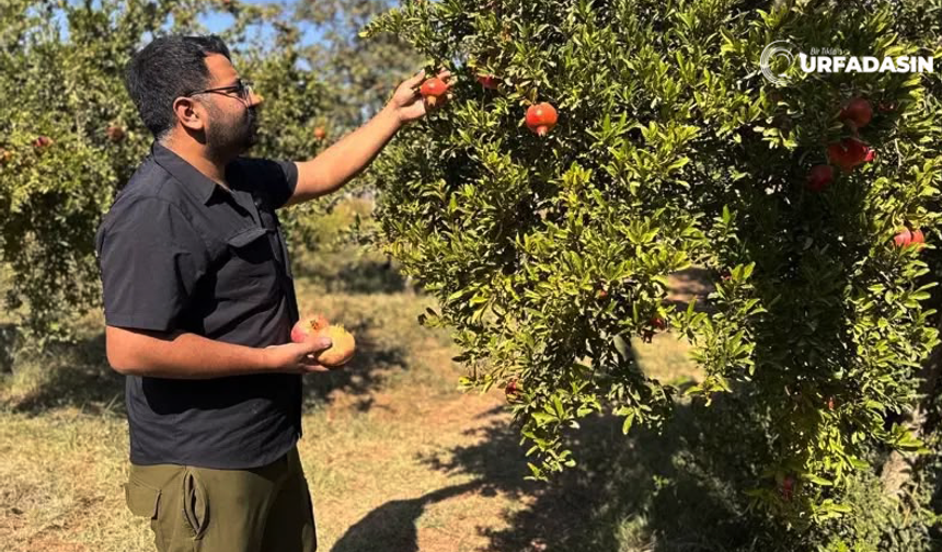 Şanlıurfa’da Nar Üreticilerine Zararlı Uyarısı