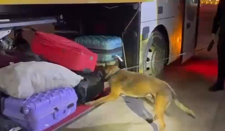 Şanlıurfa’da Yolcu Otobüsünde 16 Kilo Skunk Maddesi Ele Geçirdi