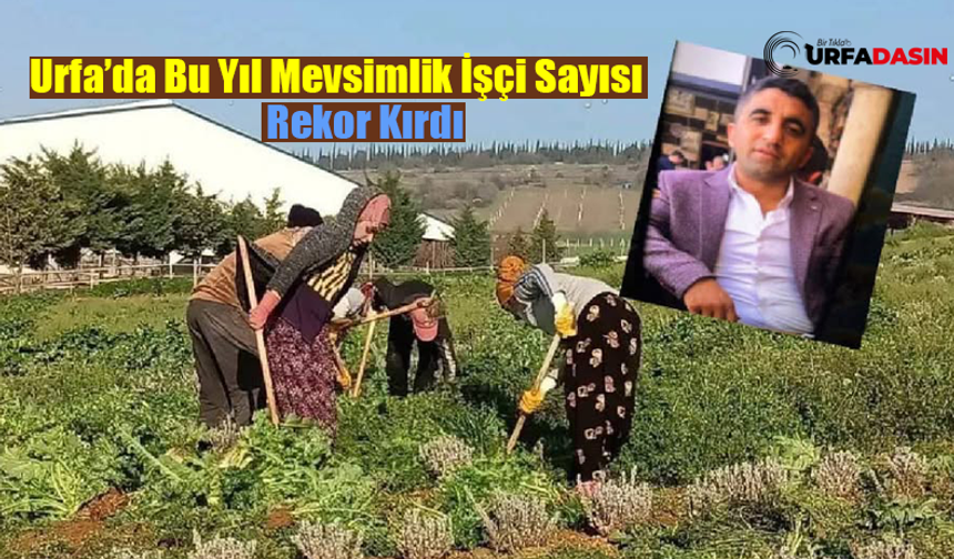 Şanlıurfalı Mevsimlik Tarım İşçilerin Bitmeyen Çilesi: 500 Bin TL Alacakları İçin Bakanlığa Çağrı