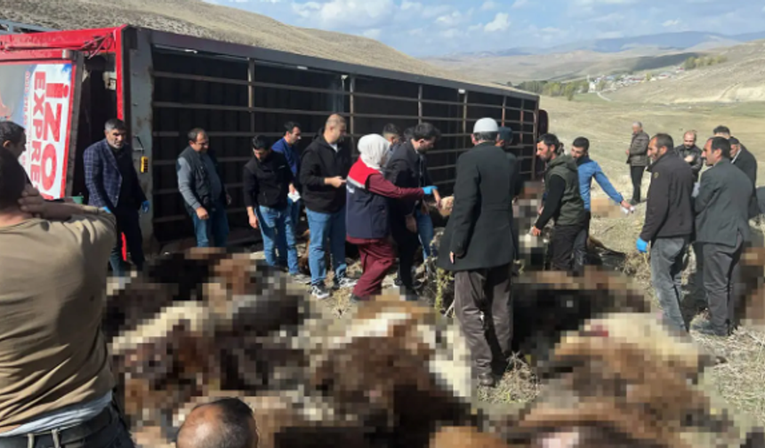 Şanlıurfa Siverek'e Sevk Edilen 300 Hayvanın Yarısı Trafik Kazasında Telef Oldu