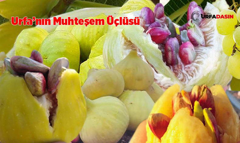 incir urfa muhteşem üçlü