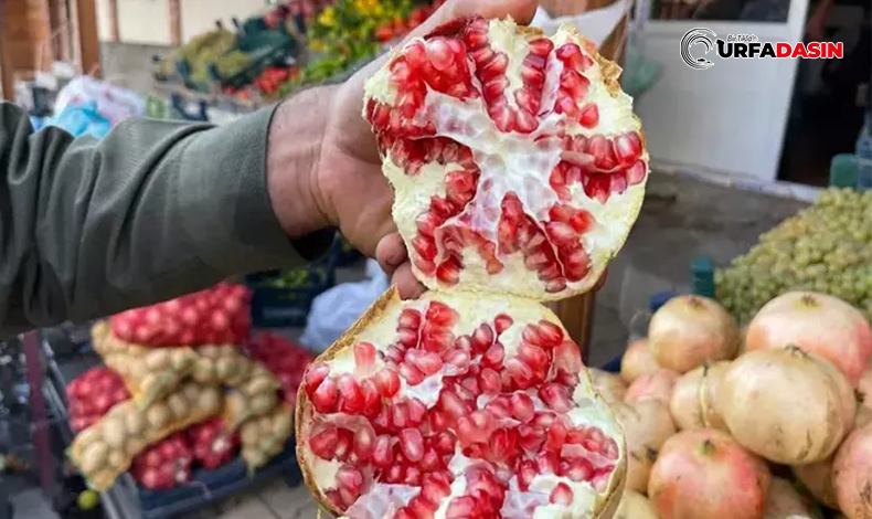 Suruç nari