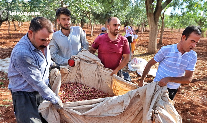 Fıstık Esemkulu Hasat