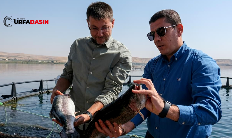 Somon Balığı