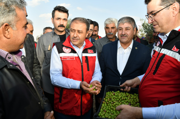 Zeytin Hasadı Urfa