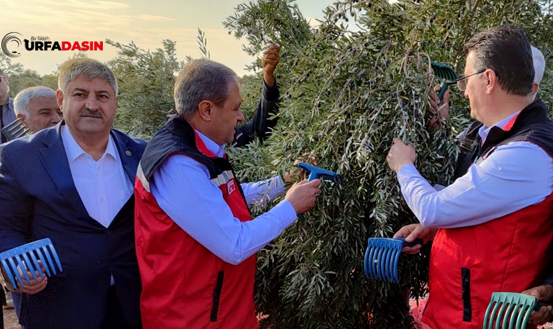 Zeytin Hasadı Vali