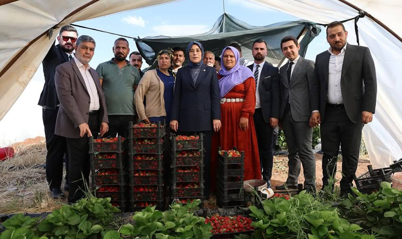 Çilek Hasadı 1