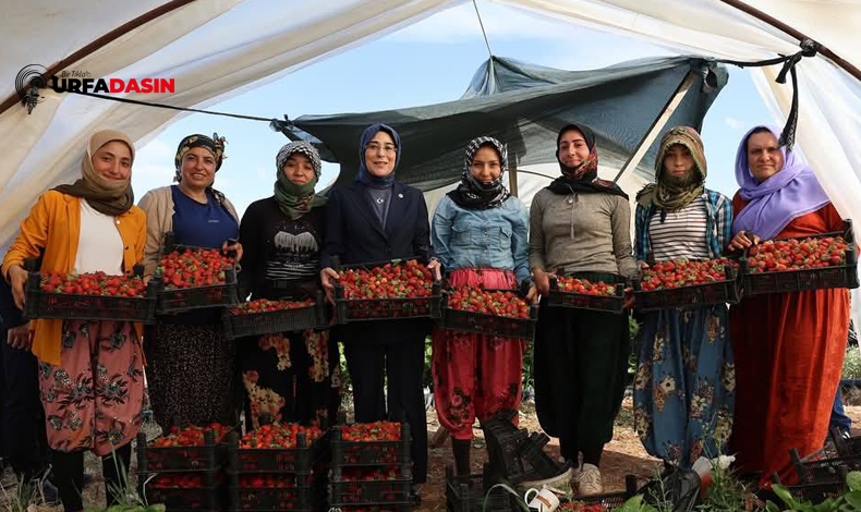 Çilek Hasadı 2
